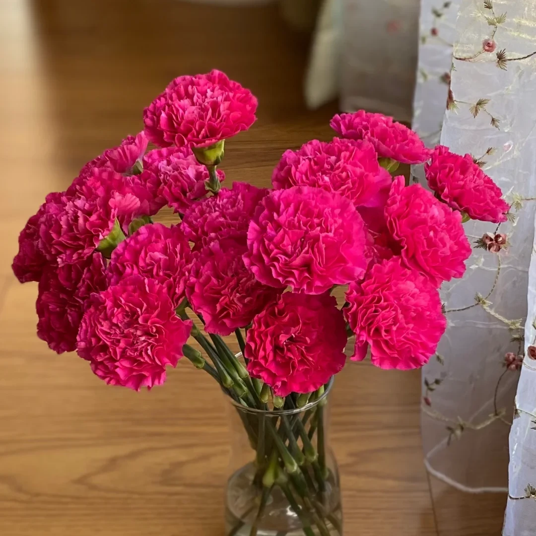 【全疆顺丰包邮】大桃红康乃馨16枝（多给4枝售后）