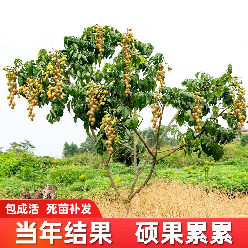 黄皮树苗嫁接大果鸡心黄皮贵妃紫肉黑金黄皮果苗果树纯甜南方种植