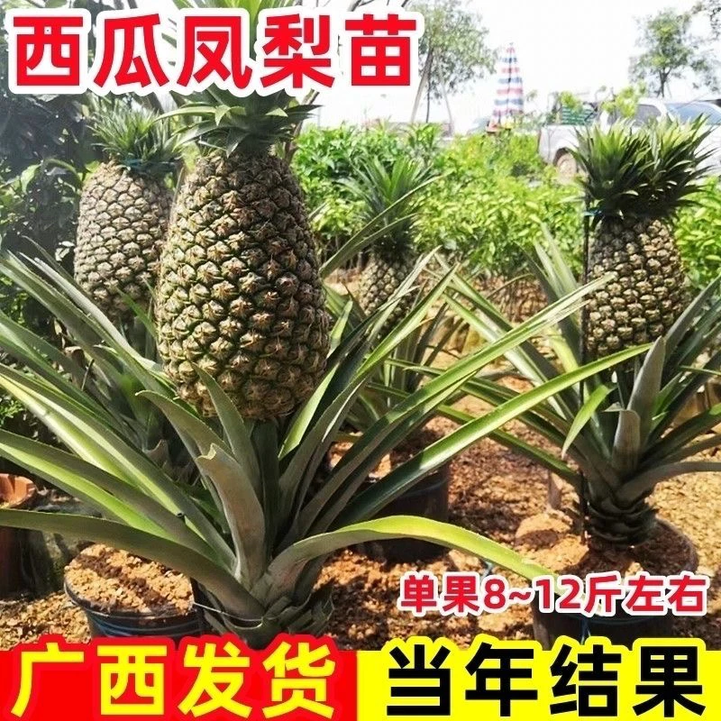 大凤梨盆景可盆栽地栽西瓜凤梨苗台湾22号大果西瓜凤梨苗凤梨菠萝