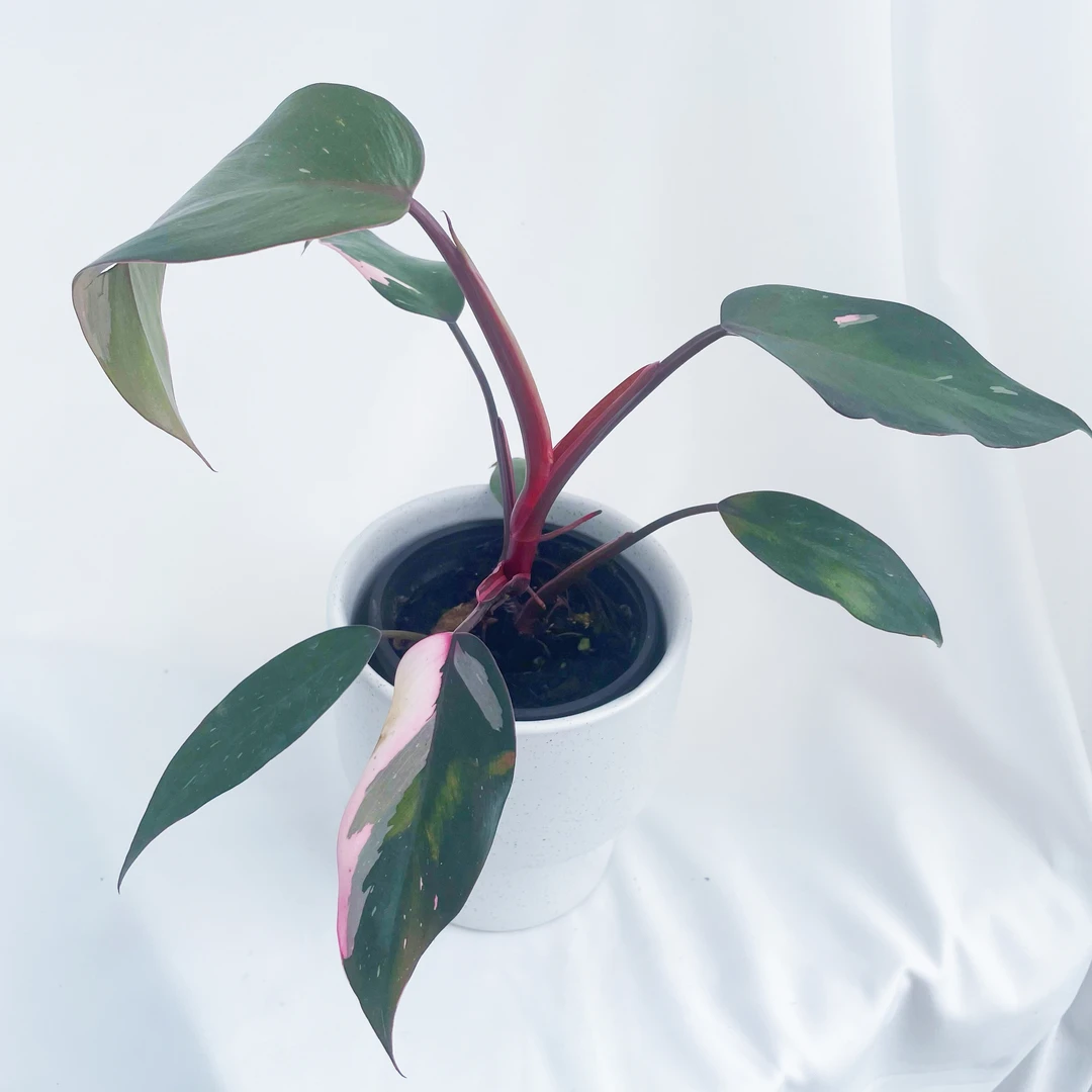 【大理石粉公主】室内粉色植物桌面小盆鲜活植物现货网红发货园艺