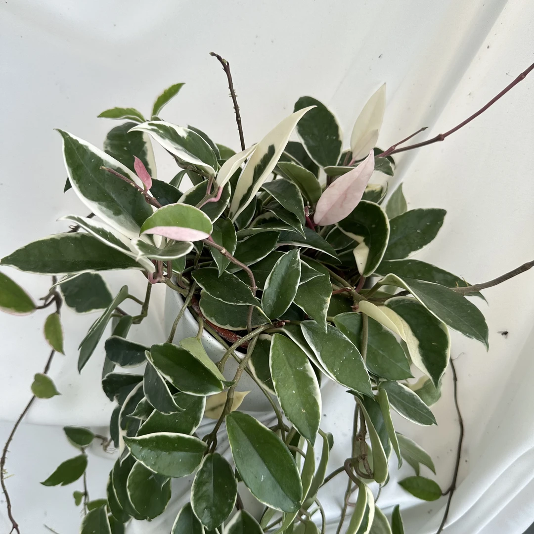三色球兰锦发货垂藤室内耐晒开花植物绿植好养