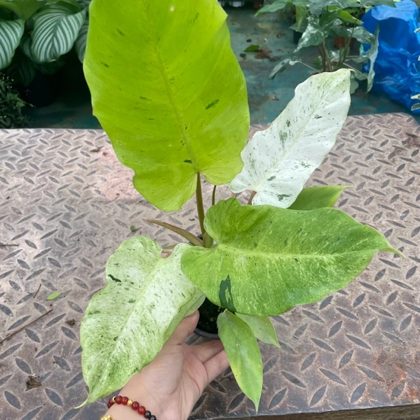 雪堆蔓绿绒室内多变观叶植物室内热植