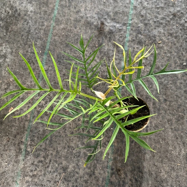 鱼骨蔓绿绒室内造型绿植好养天南星科热植