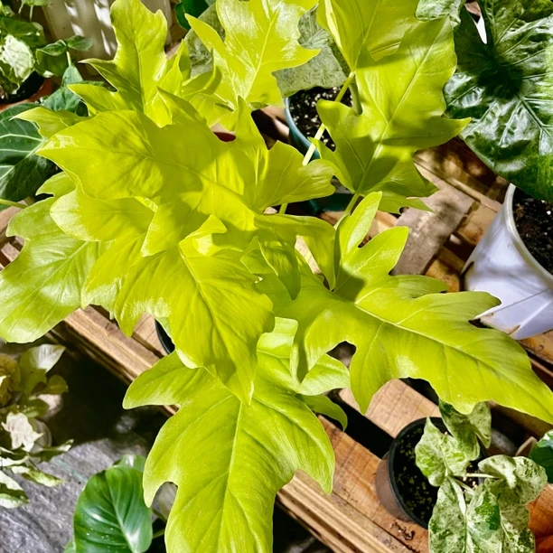 黄金春羽瓦萨维奇蔓绿绒明亮色系室内观叶植物