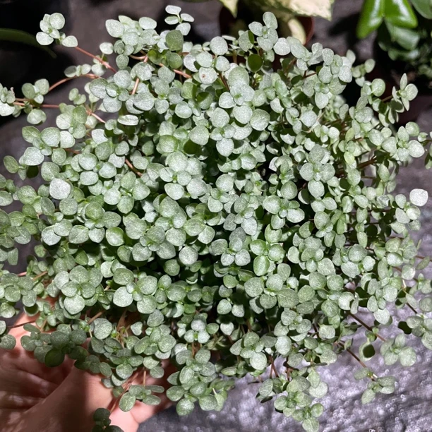 BB草灰绿冷水花室内喜水植物小巧可爱叶片新手友好