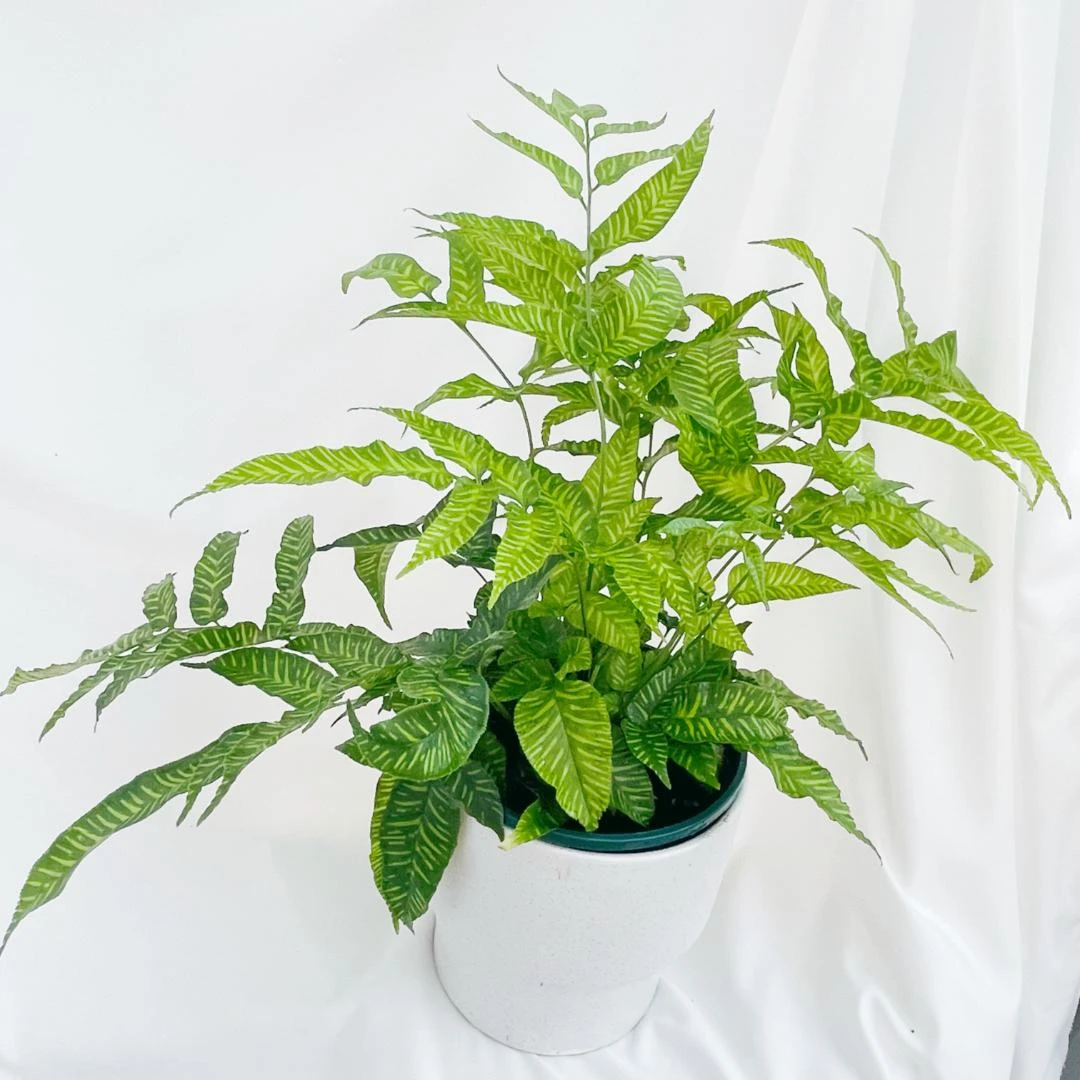 斑马蕨室内桌面植物喜阴喜湿蕨类鲜活植物现货发货园艺种植造型