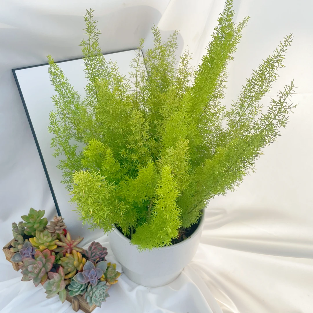 【天门狐尾冬】花园庭院室外耐养观叶植物多株尾巴大盆园艺