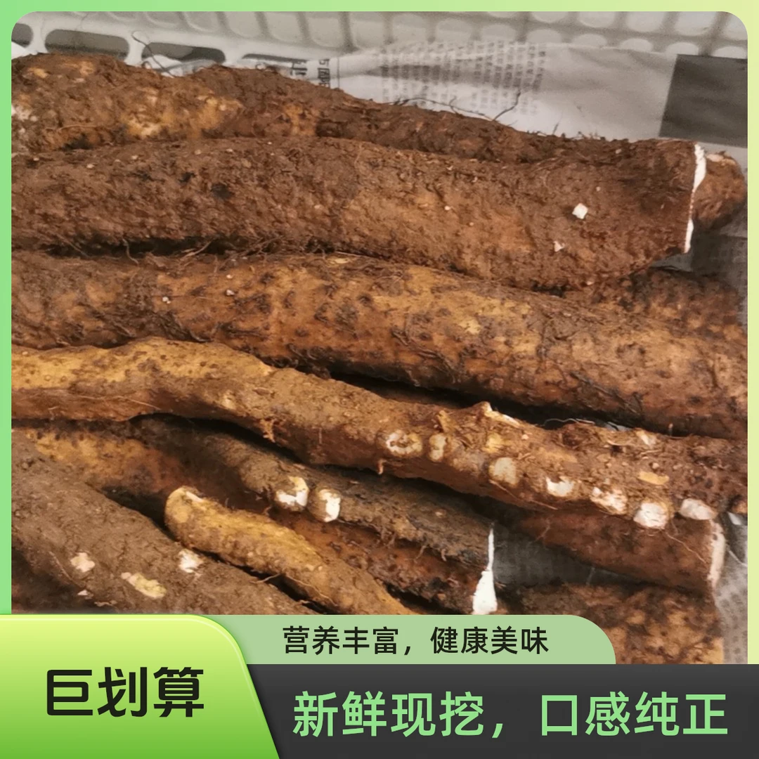 野生山药粉薯农村山里户外新鲜现挖发货小孩婴儿辅食特产