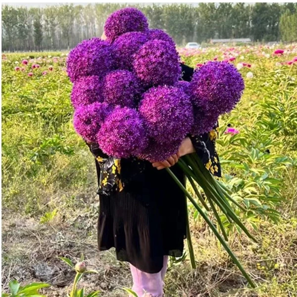 荷兰大花葱大使种球，周长14～17厘米，北京牡丹园基地直发