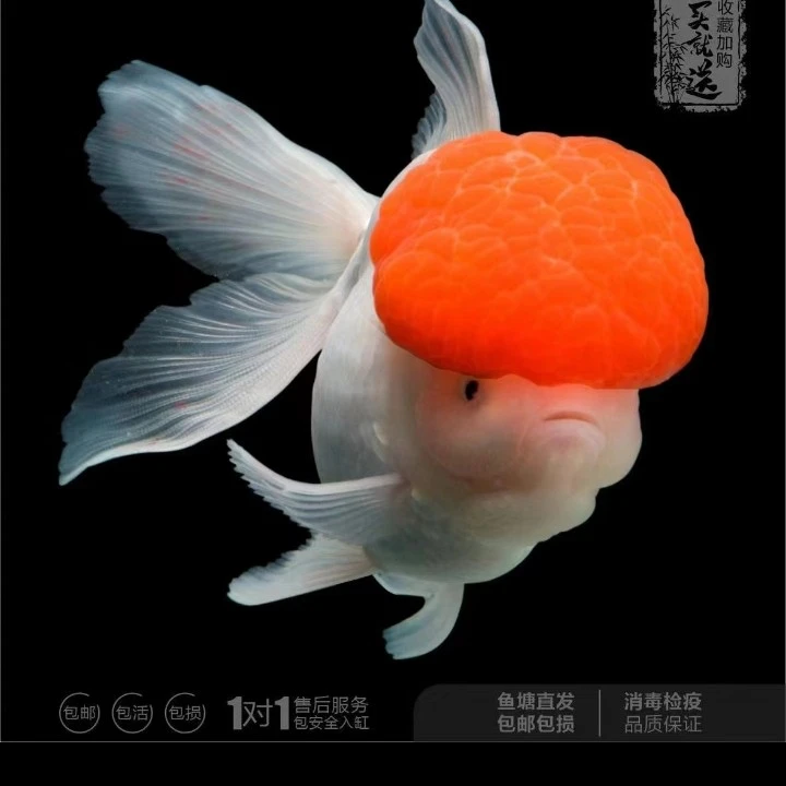 鹤顶红金鱼软鳞片活体好养耐活招财冷水鱼包邮包开箱活