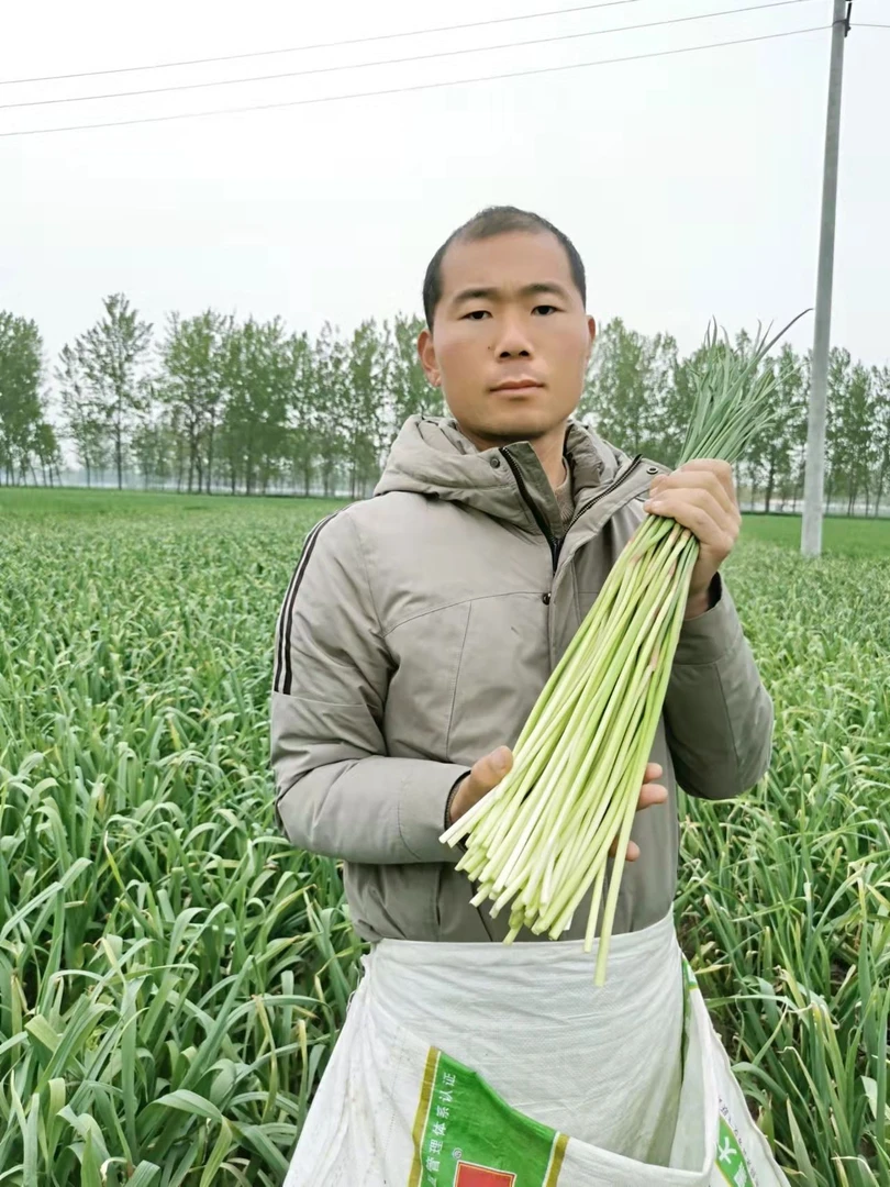河南2024年蒜苔新鲜现摘农家自种蒜毫蒜薹当季蔬菜净重3斤5斤包邮