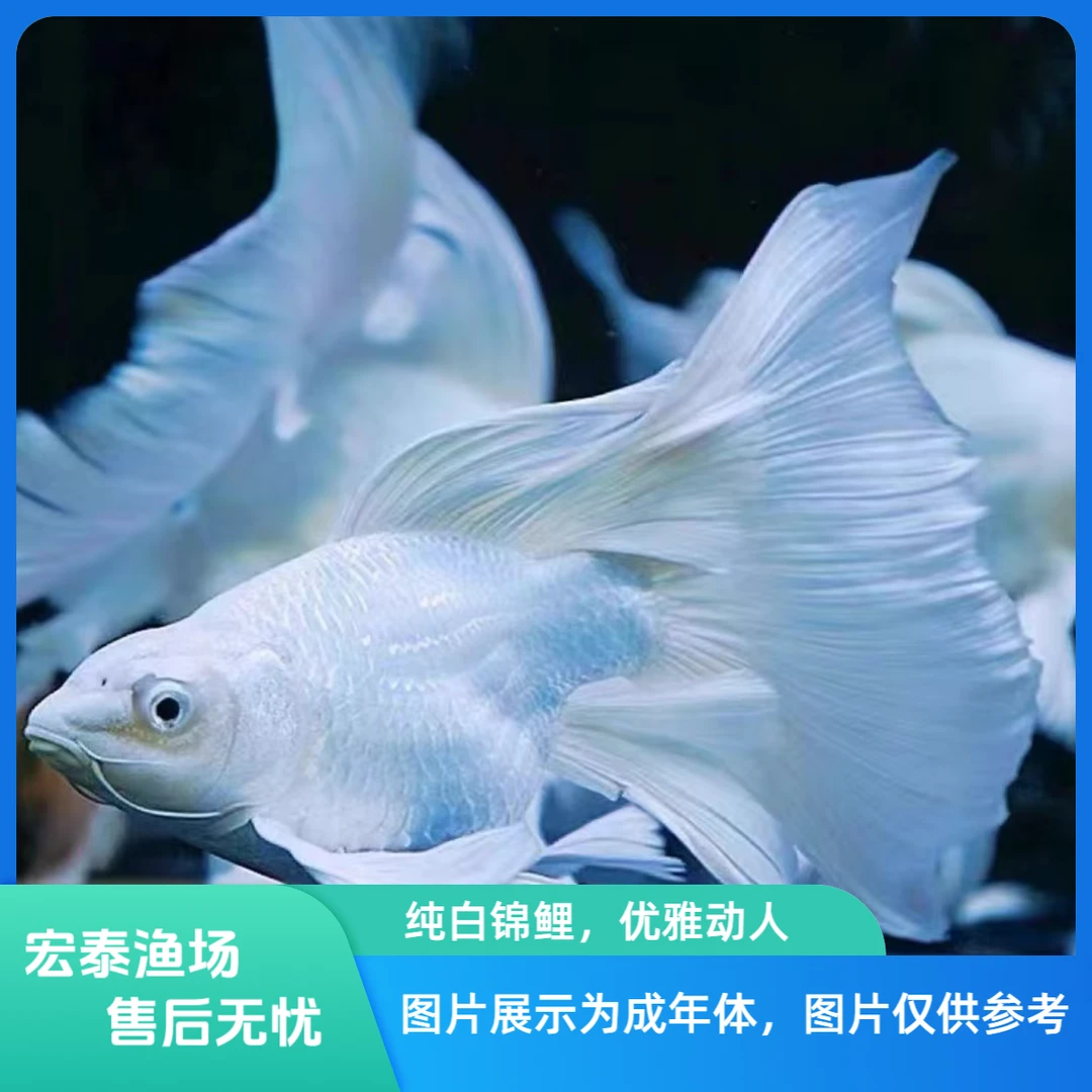 【宏泰渔场】精品蝴蝶鲤球体短身16-18厘米 顺丰包邮