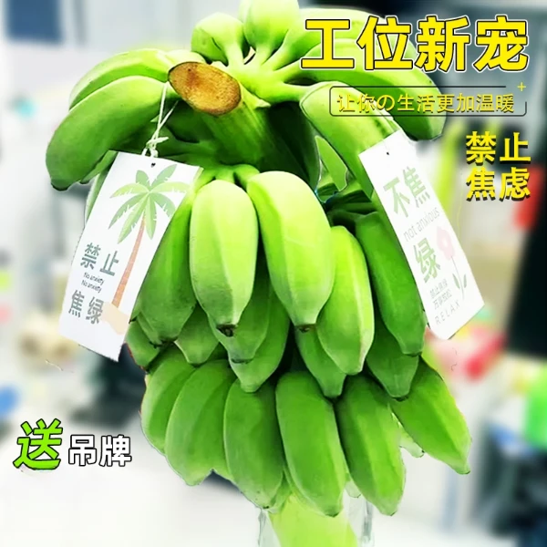 【禁止蕉绿】拒绝焦虑水培香蕉小米蕉办公室绿植摆件可食用桌面走红