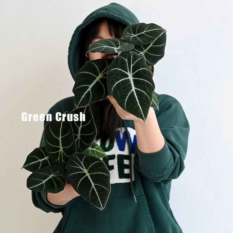 黑天鹅海芋天鹅绒竹芋绿天鹅忍者室内盆栽绿植物北欧简约好养耐晒