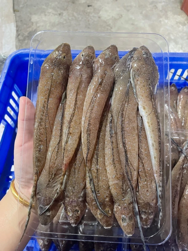 惠来县神泉本港鸡腿鱼3-5斤