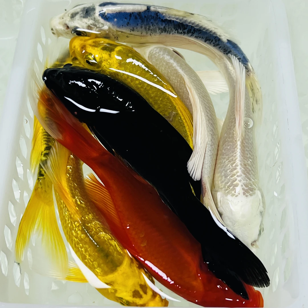 12-14公分【2黄2白2德1红1黑】水族活体好养耐活冷水观赏鱼包邮