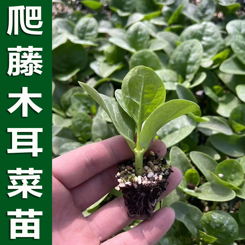 特大叶木耳秧带土发货爬藤菜苗阳台南方花盆种植小菜园四季食用