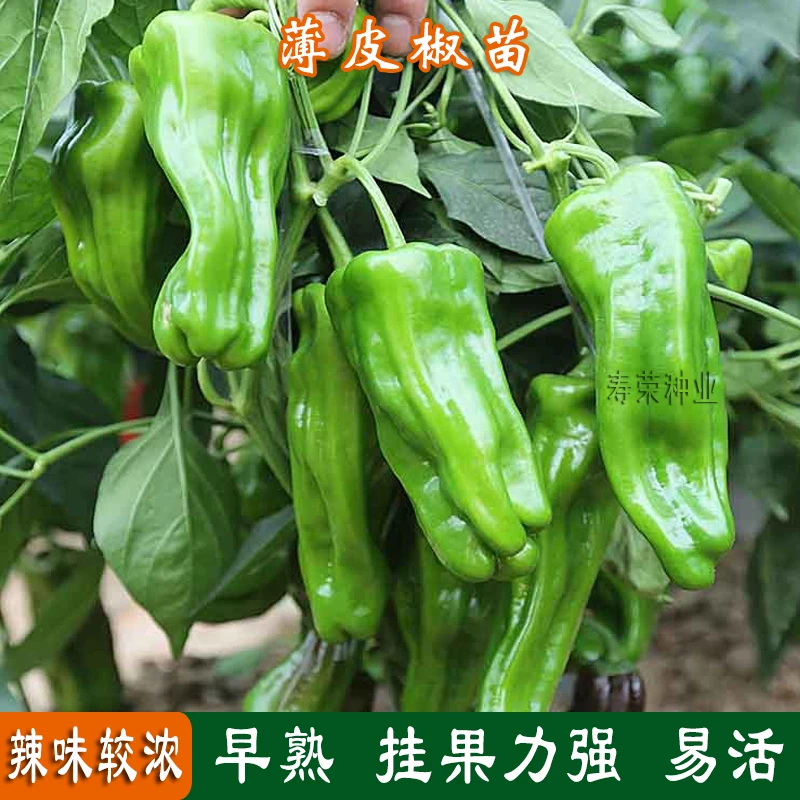 优质薄皮辣椒苗炒肉青辣椒香辣大果灯笼椒苗四季盆栽蔬菜种植秧苗
