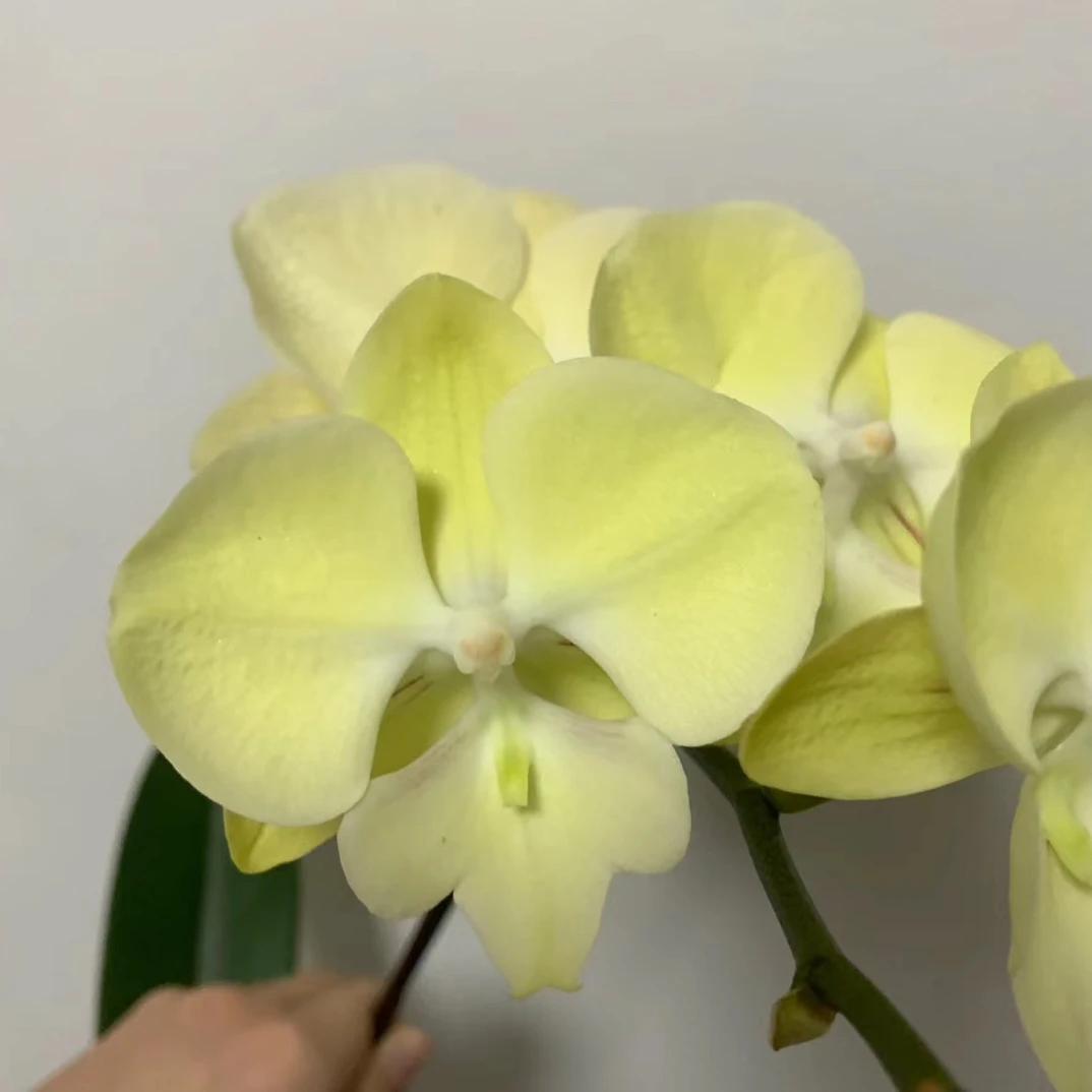 蝴蝶兰【香草冰激凌1991】3.0加高杯带花剑，没有花后