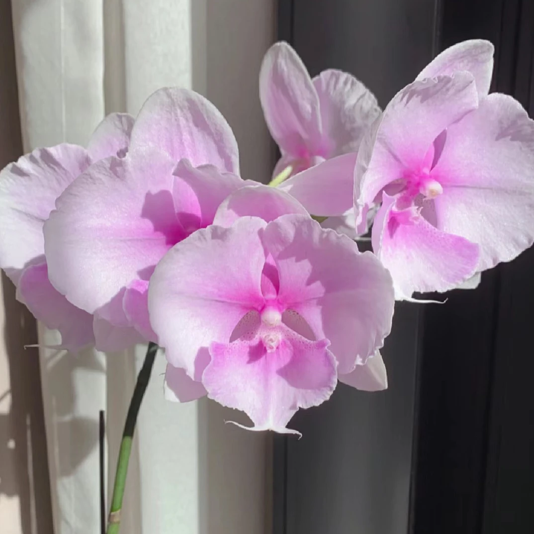 蝴蝶兰粉迷雾】3.0寸杯带花剑，没有开花