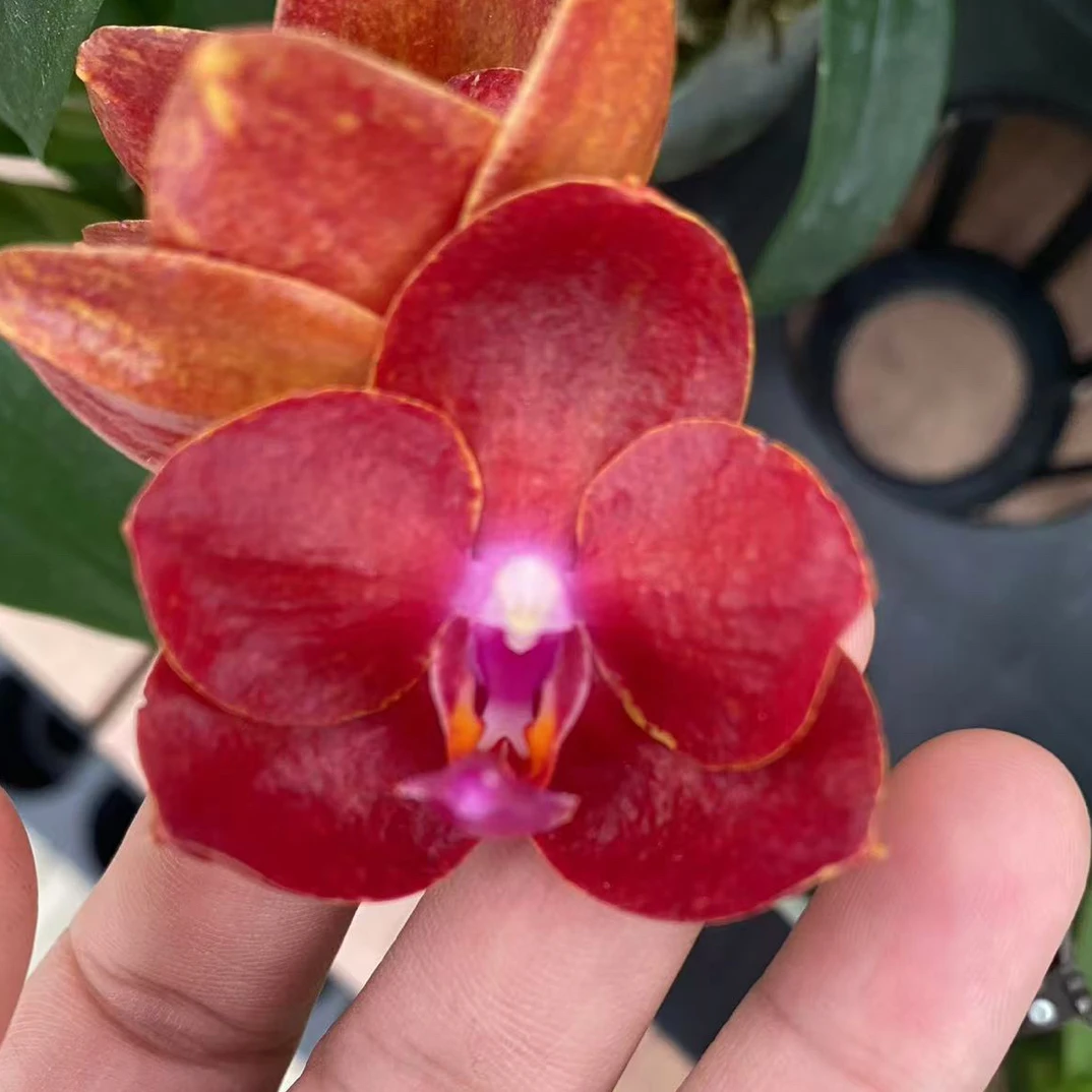 蝴蝶兰【918】原生品种2.8寸杯不带花剑