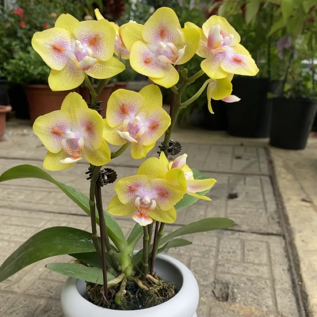 蝴蝶兰【海绵宝宝】2.8寸杯带花剑，没有开花