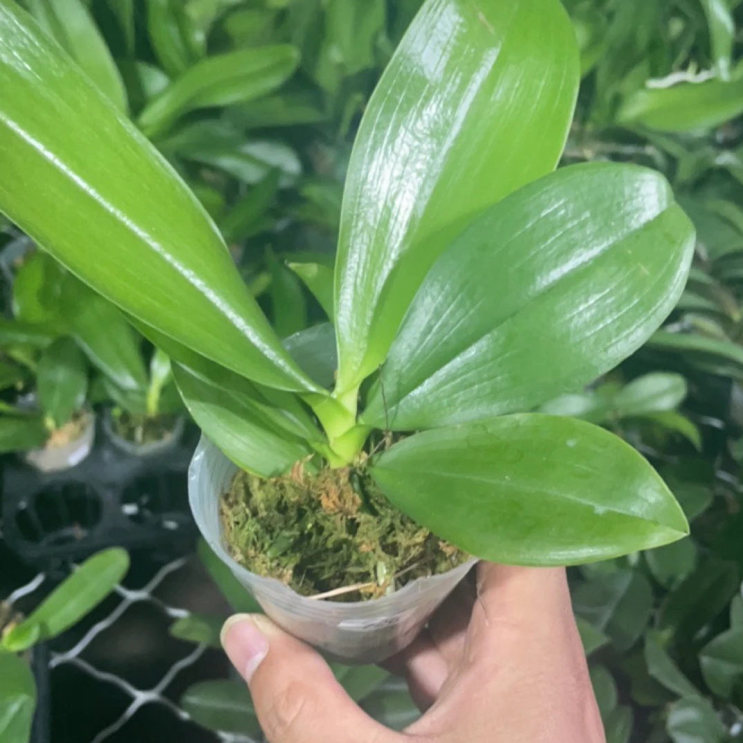 蝴蝶兰蓝月狗原生苗2.8杯