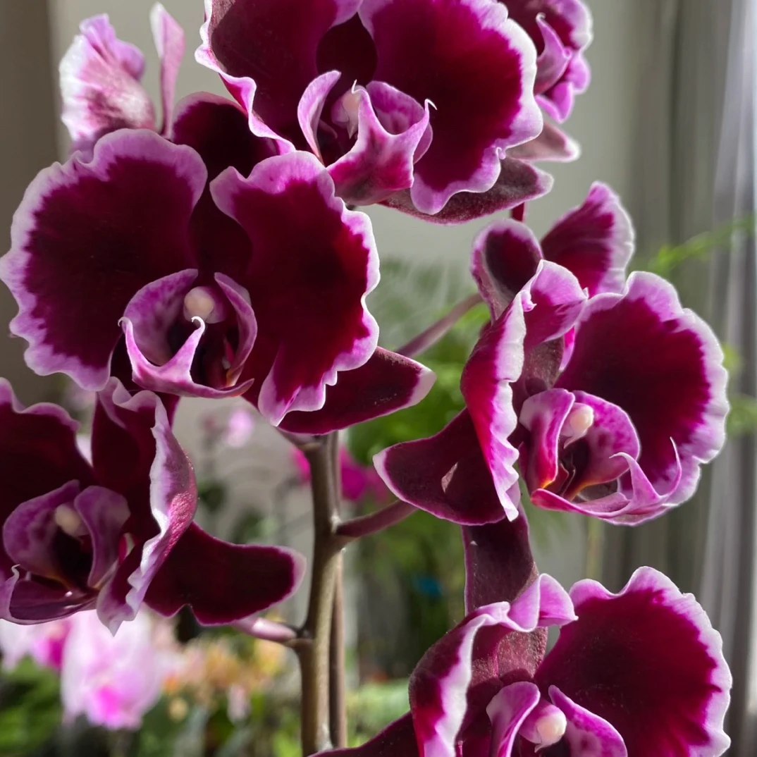 蝴蝶兰拉丁舞裙3.0寸杯不带花剑，没有开花