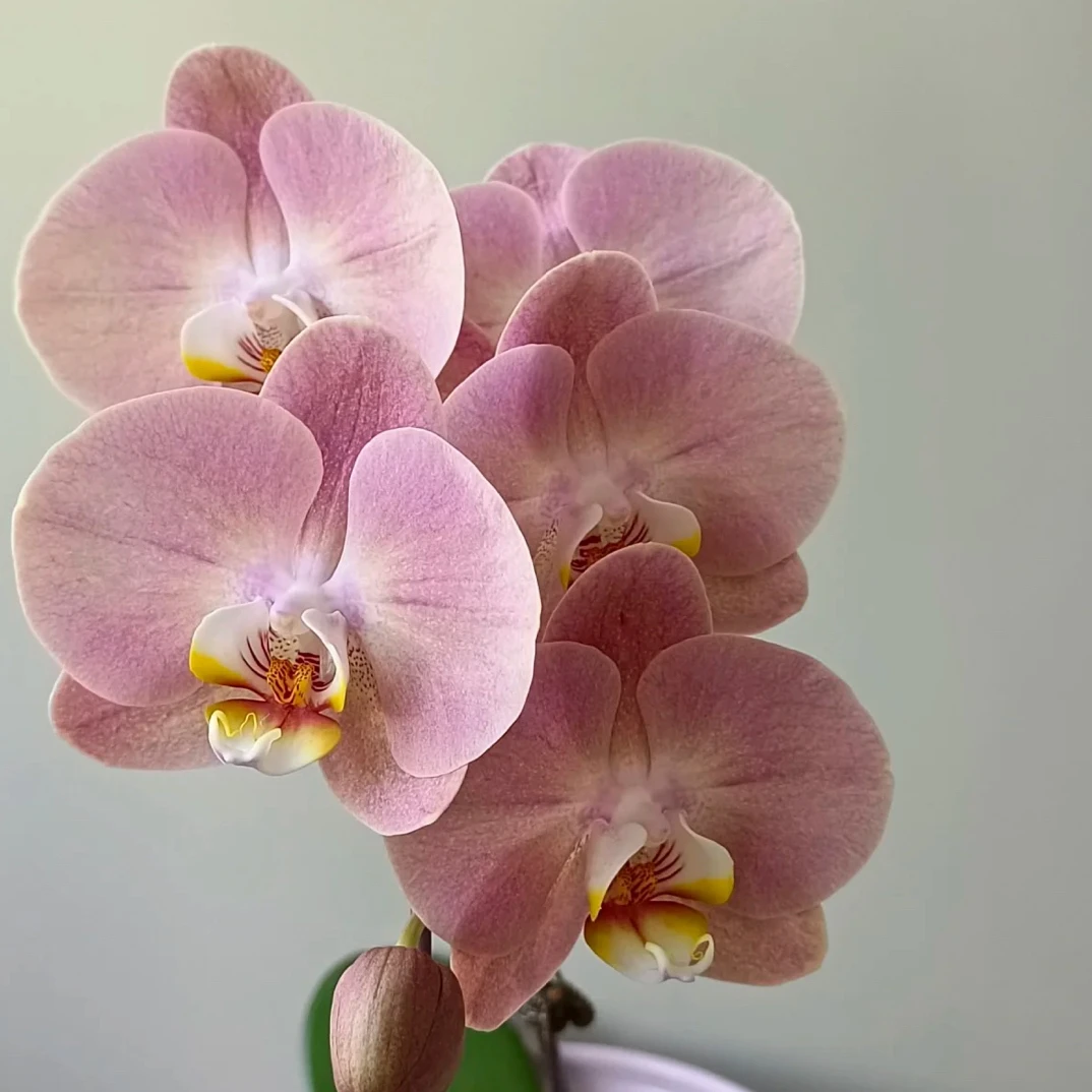 蝴蝶兰瑕疵处理苗【金车蜜桃】2.8寸不带花剑苗子