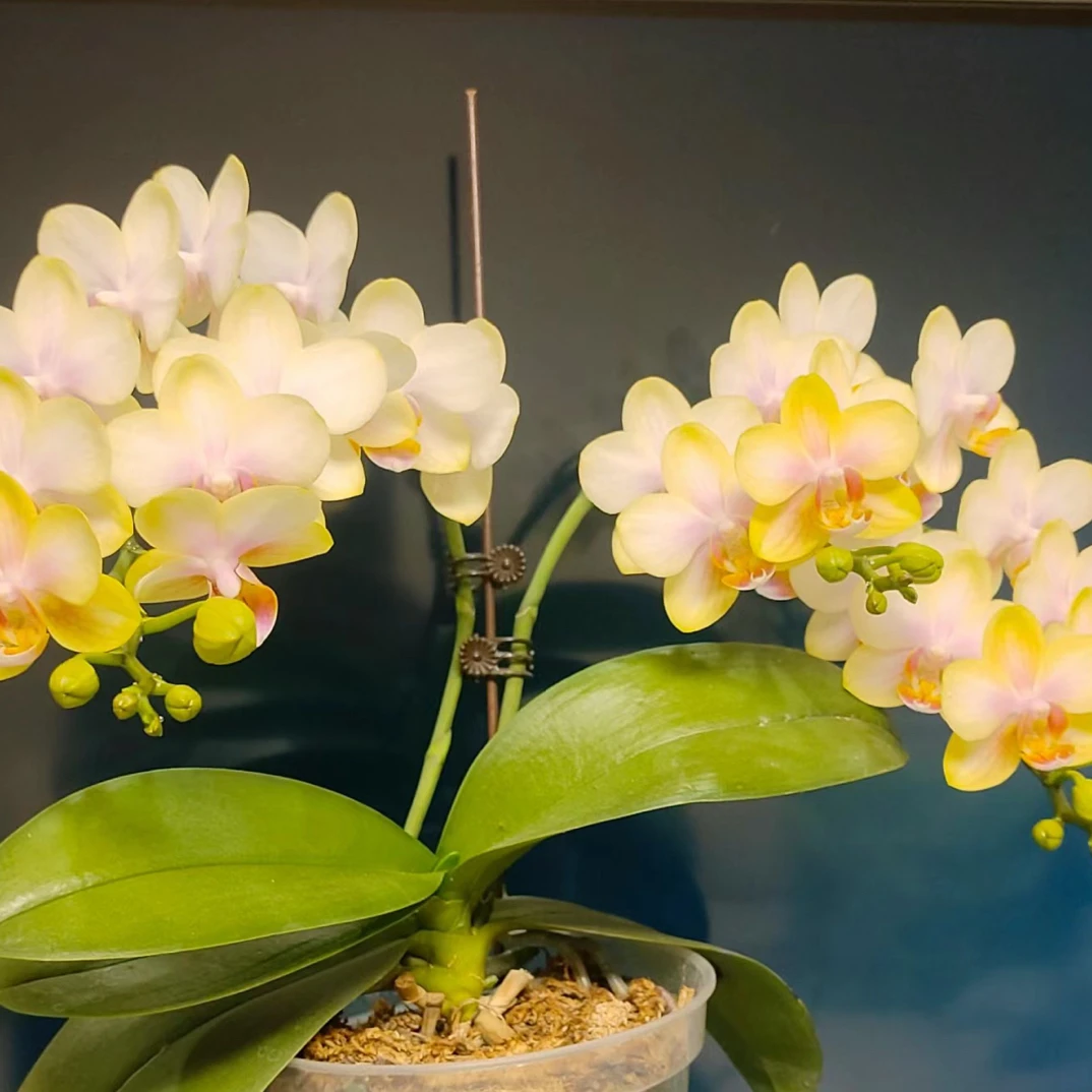 蝴蝶兰【祥云】3.5寸杯不带花剑，没有开花