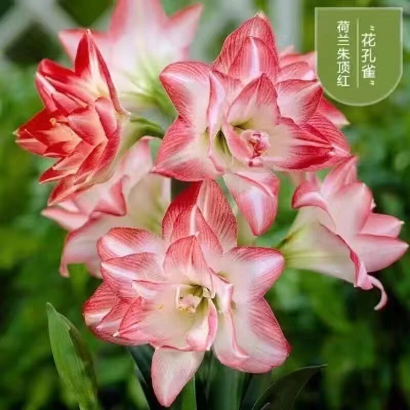 （花孔雀）朱顶红种球5厘米【带2-4个侧】