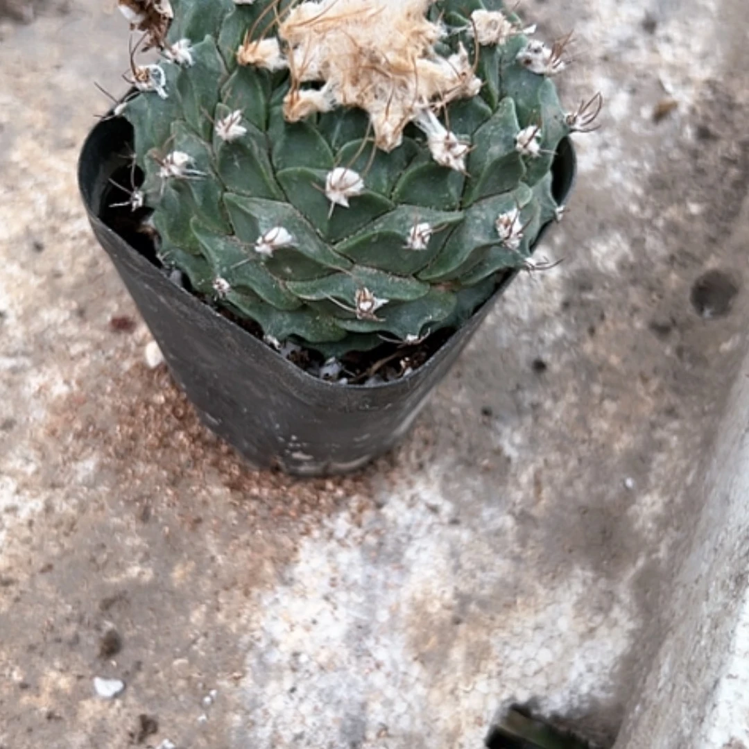 【闪购商品】1936地冠