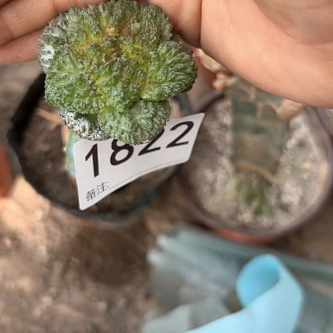 【闪购商品】1822牡丹