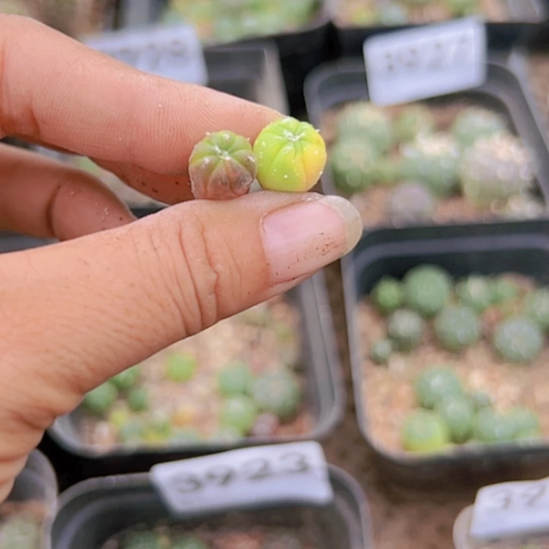 【闪购商品】无*3930两个