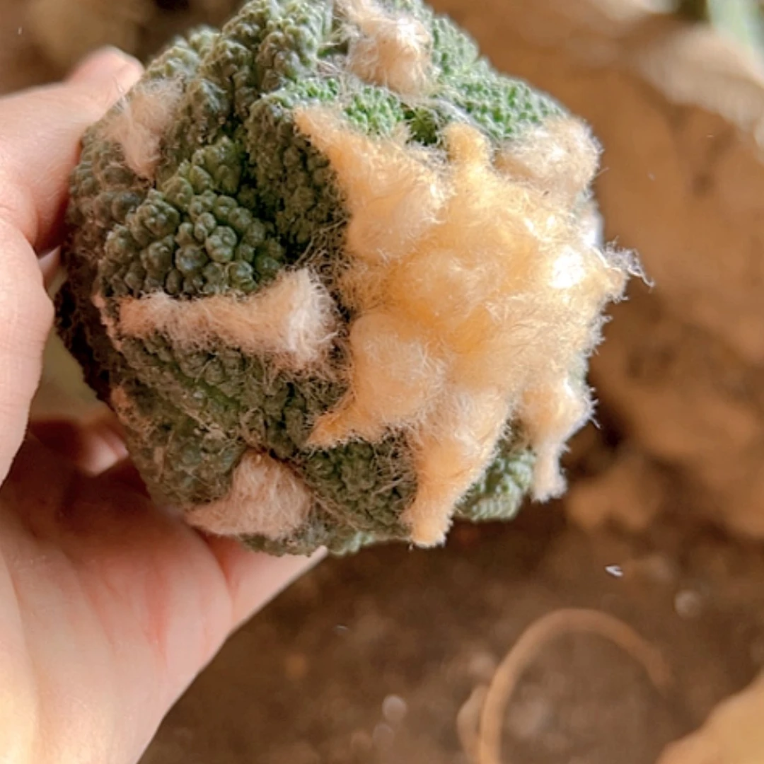 【闪购商品】1419牡丹