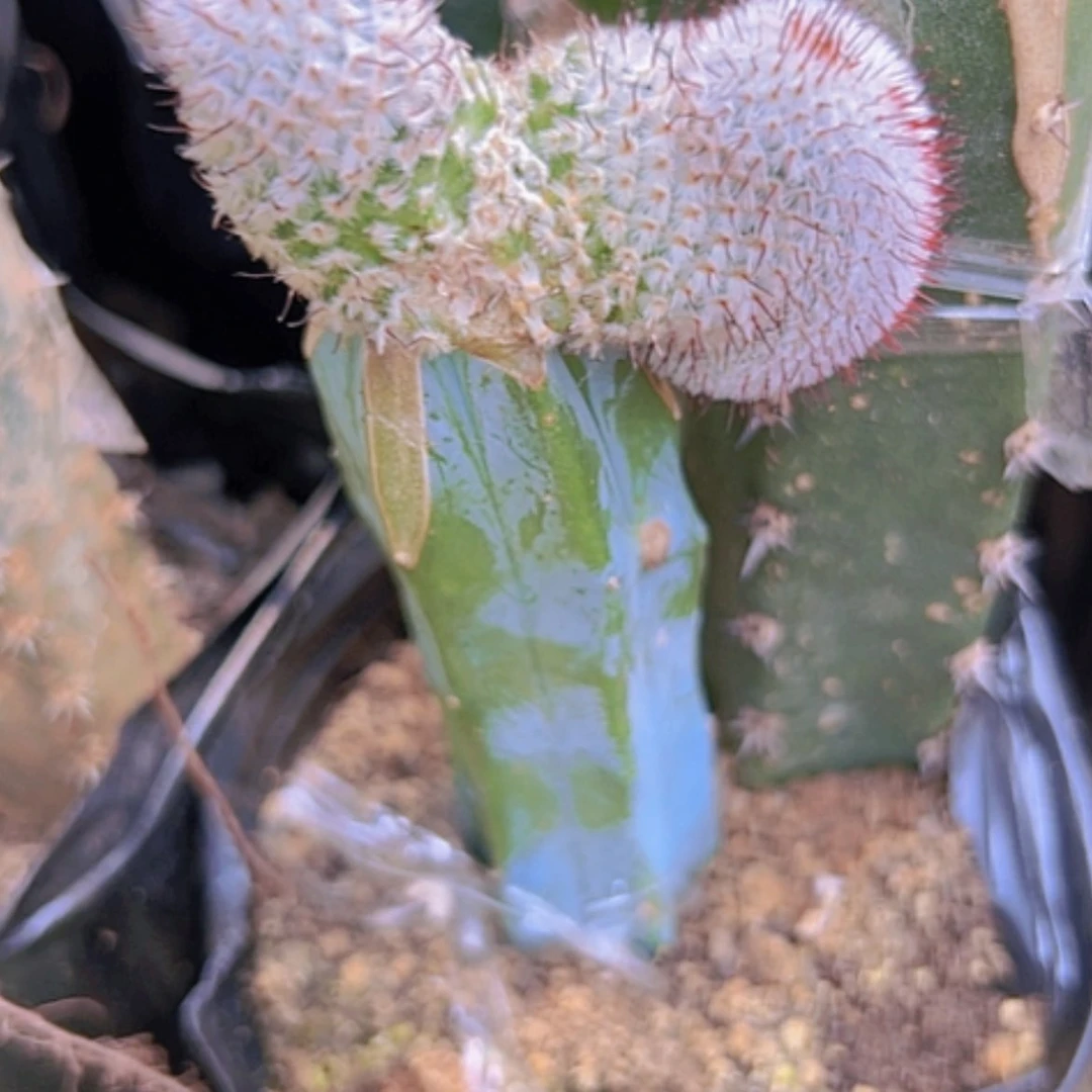 【闪购商品】2192直刺佩雷