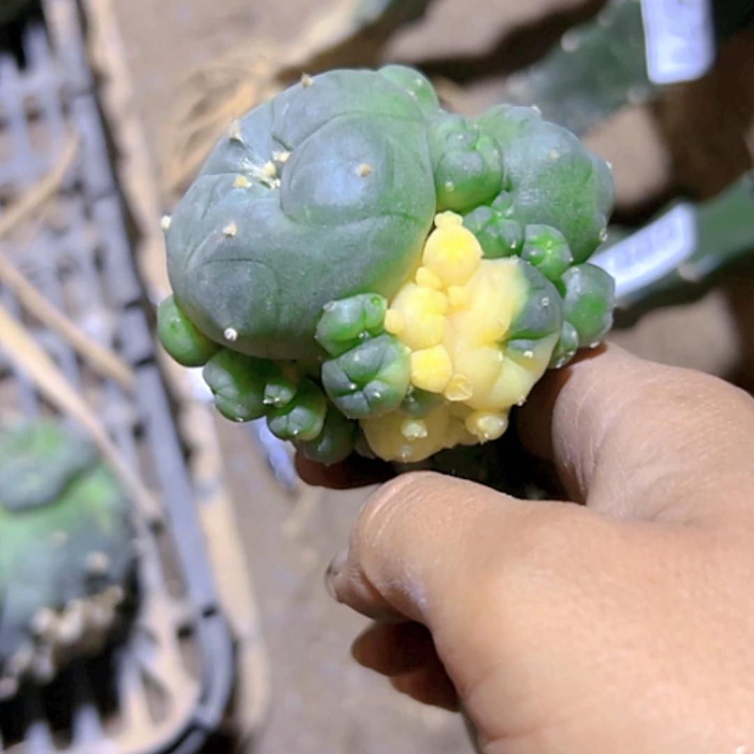 【闪购商品】1887海鲜