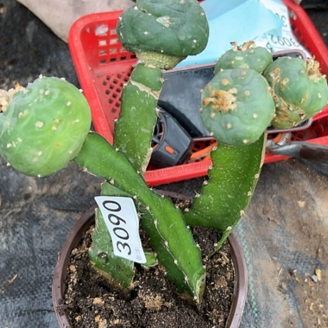 【闪购商品】仙人球三个海鲜3090