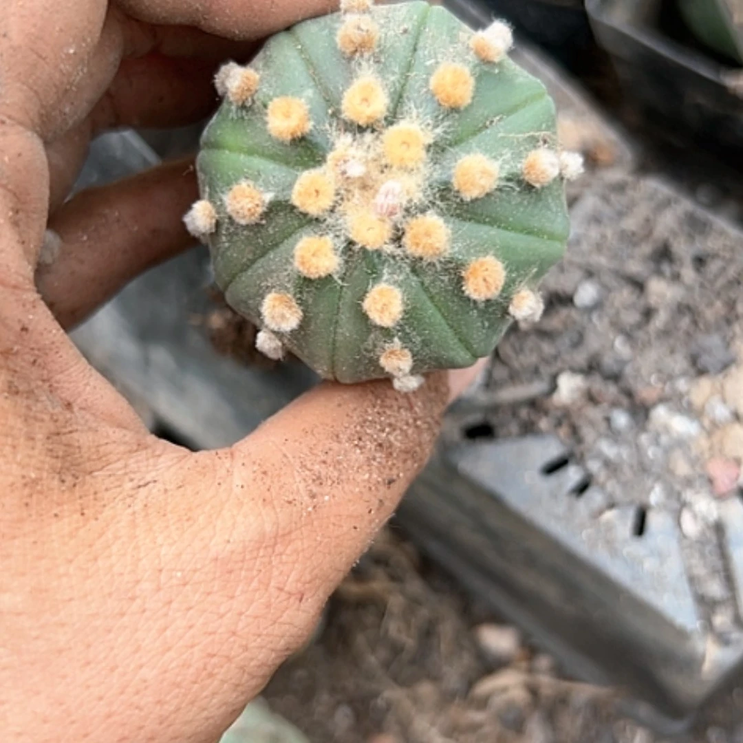 【闪购商品】1978大油处理的