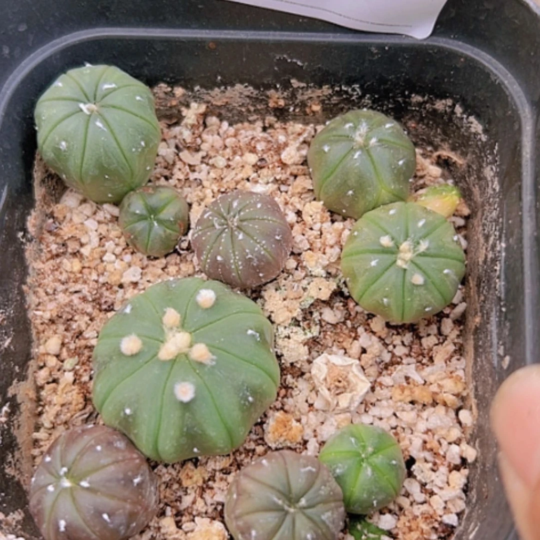 【闪购商品】3891一盆兜