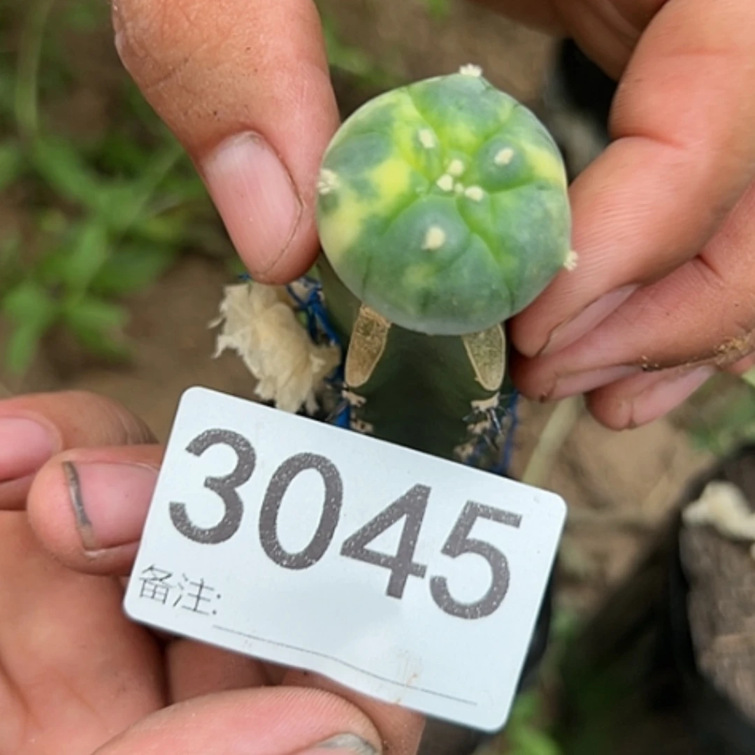 【闪购商品】3045海鲜锦