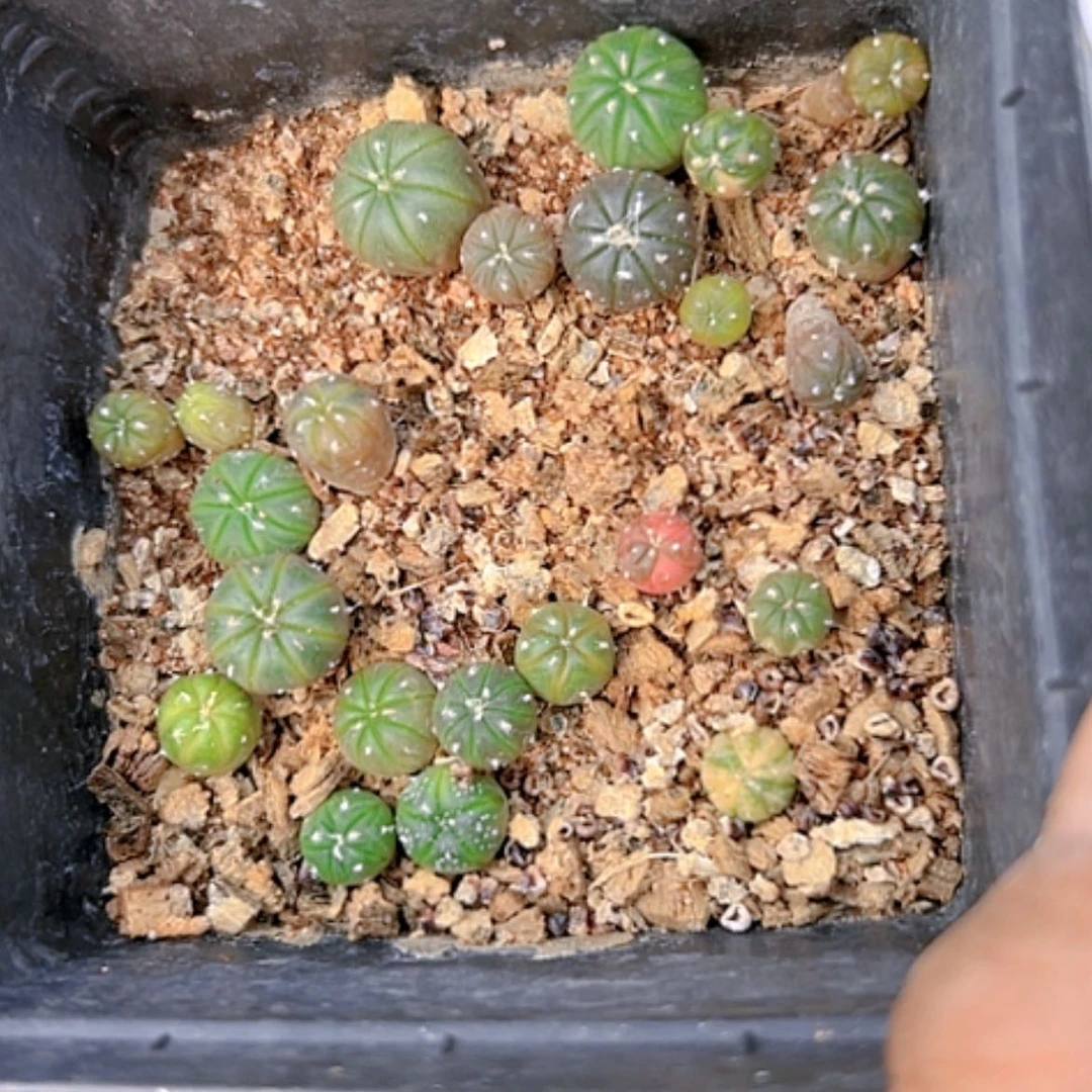 【闪购商品】1703不售后