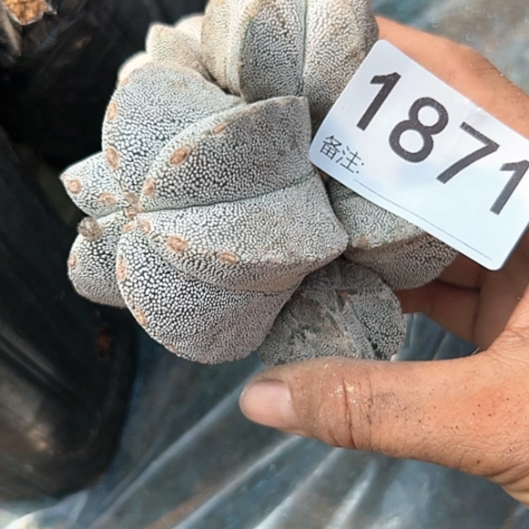 【闪购商品】1871待发根