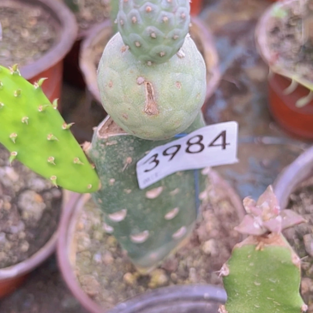 【闪购商品】花*3984无刺习瑕疵