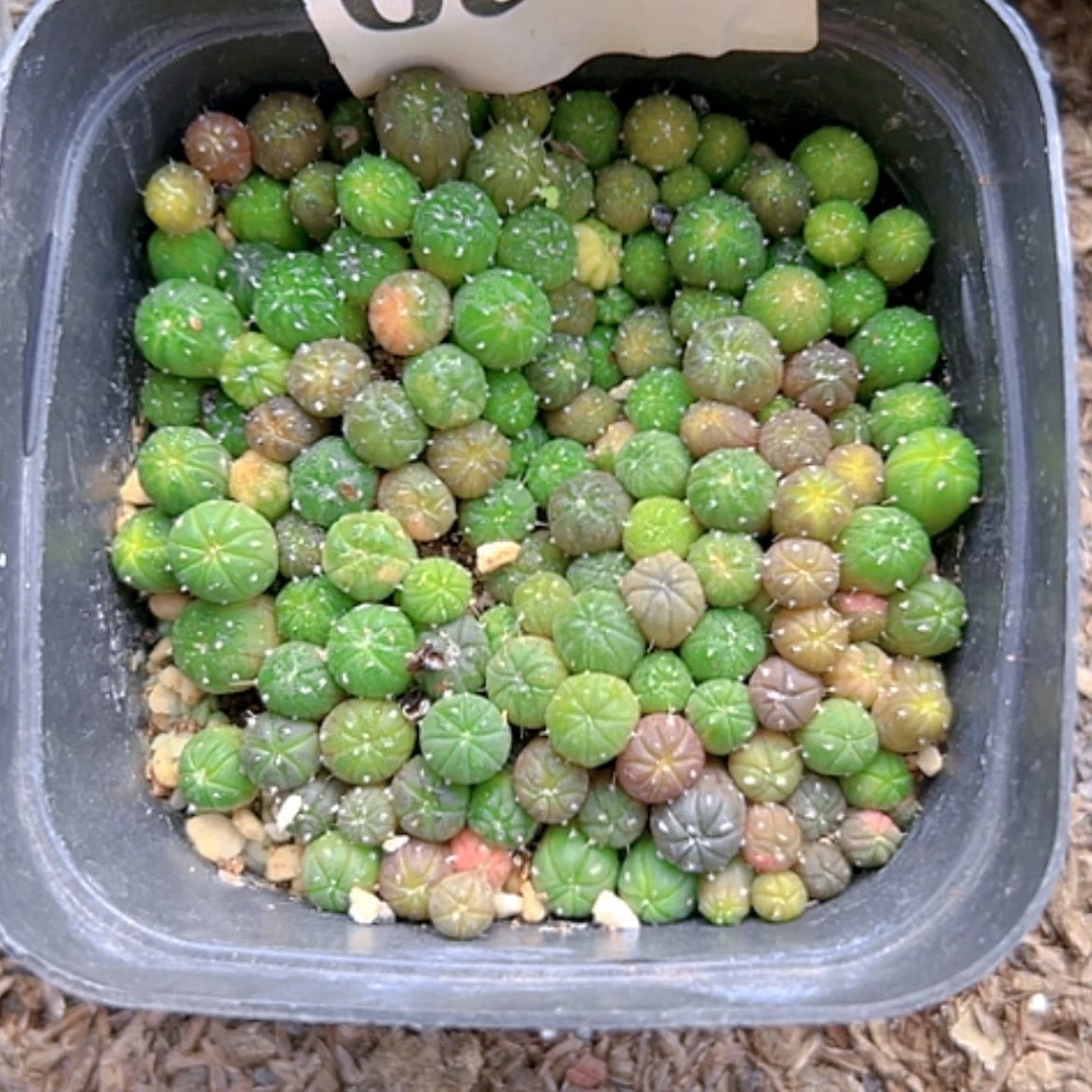 【闪购商品】320兜锦一大盆