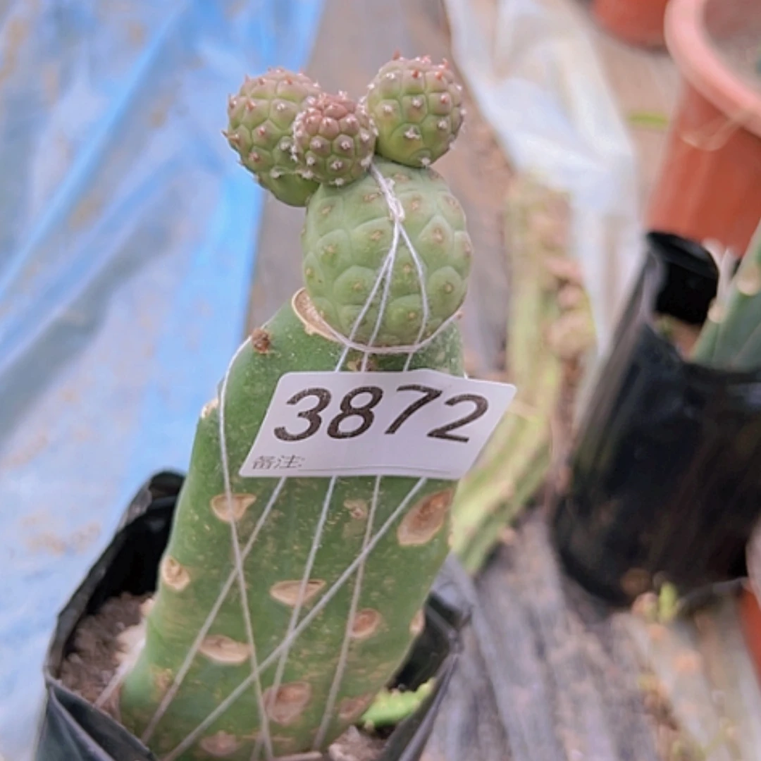 【闪购商品】仙人球3872