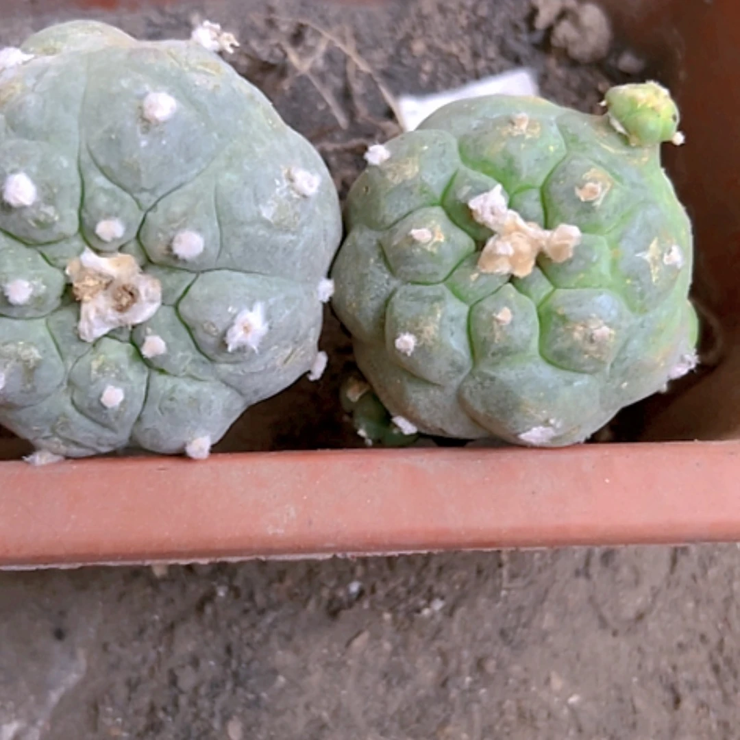 【闪购商品】1763两个海鲜