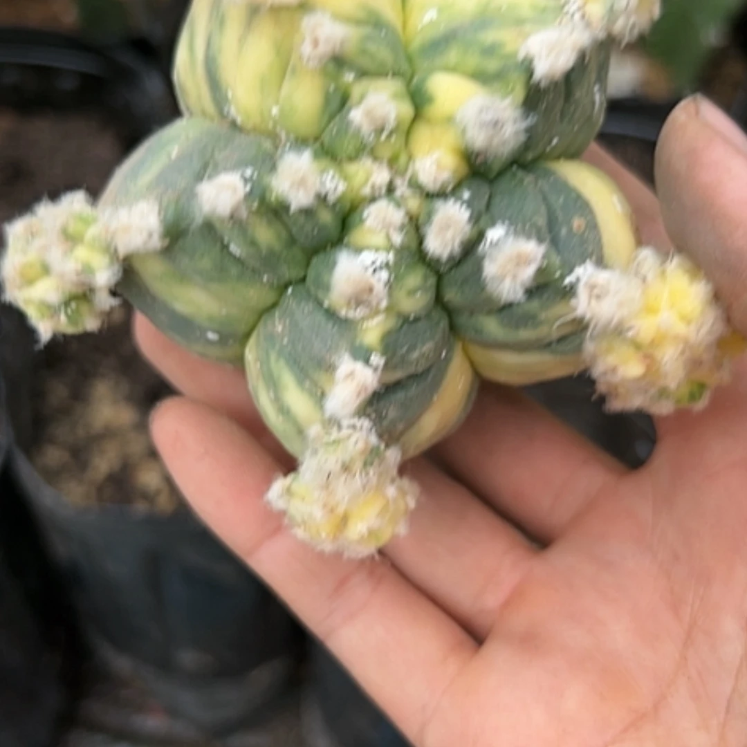 【闪购商品】3073龟甲鸾锦