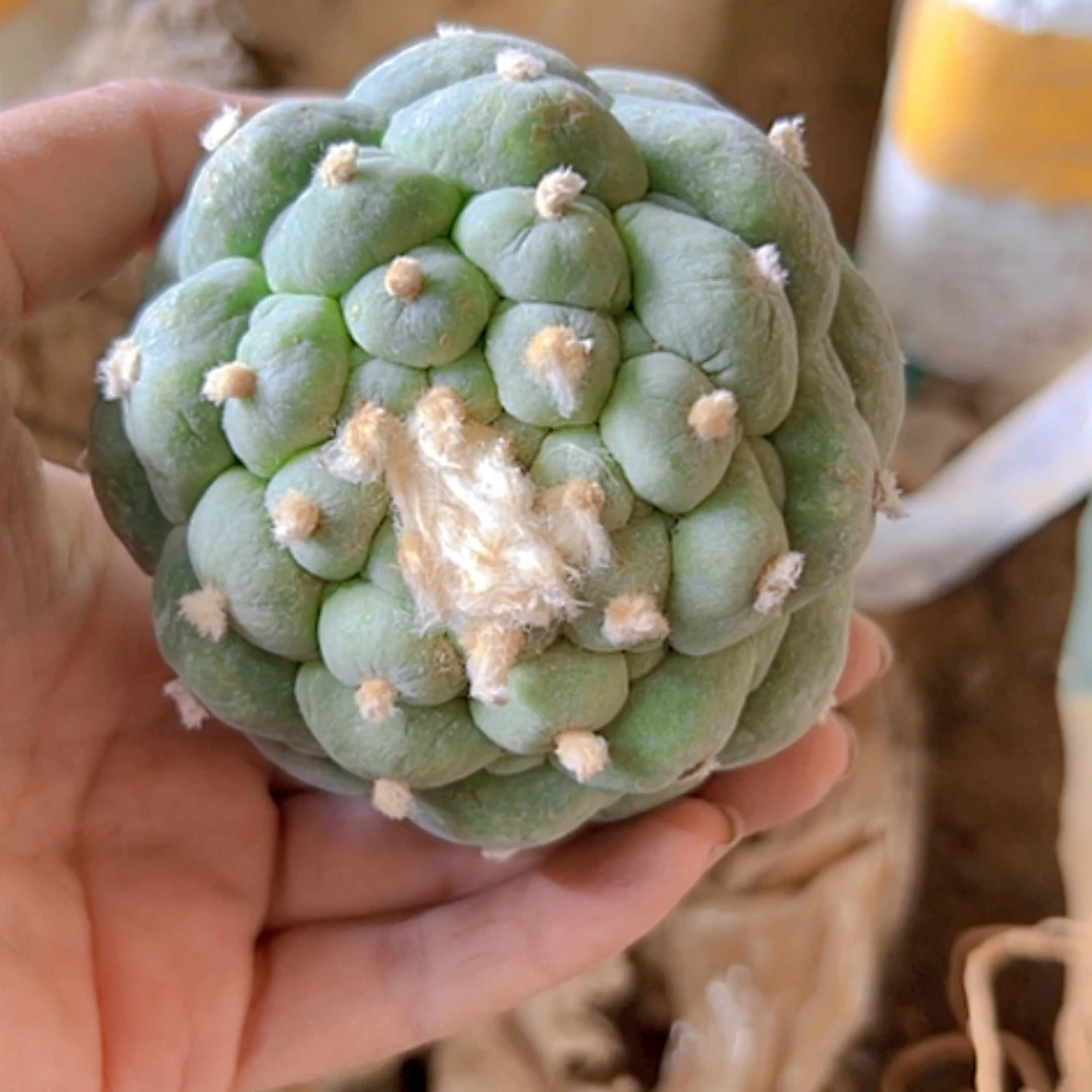 【闪购商品】B***y1529海鲜