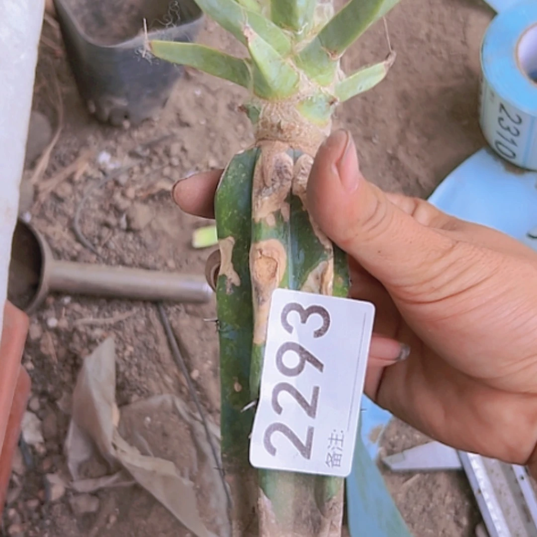 【闪购商品】2293光山处理不售后